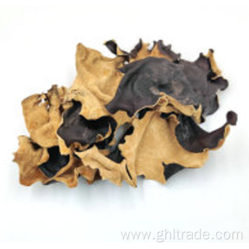 well produced Black Fungus With White Back